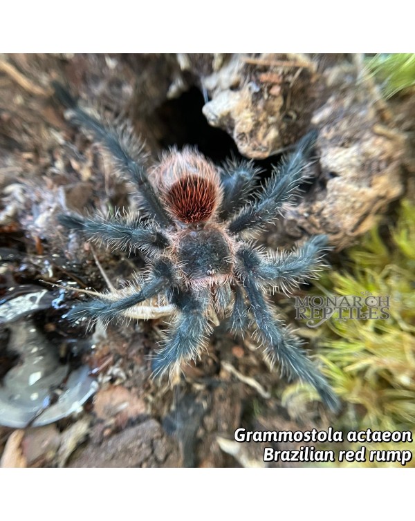  Grammostola Actaeon - Brazilian Redrump  1"  (New world)