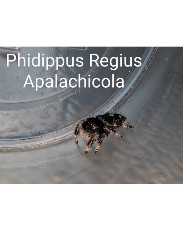 Phidippus Regius sp. Apalachicola - Apalachicola Regal Jumping Spider CB FEMALE