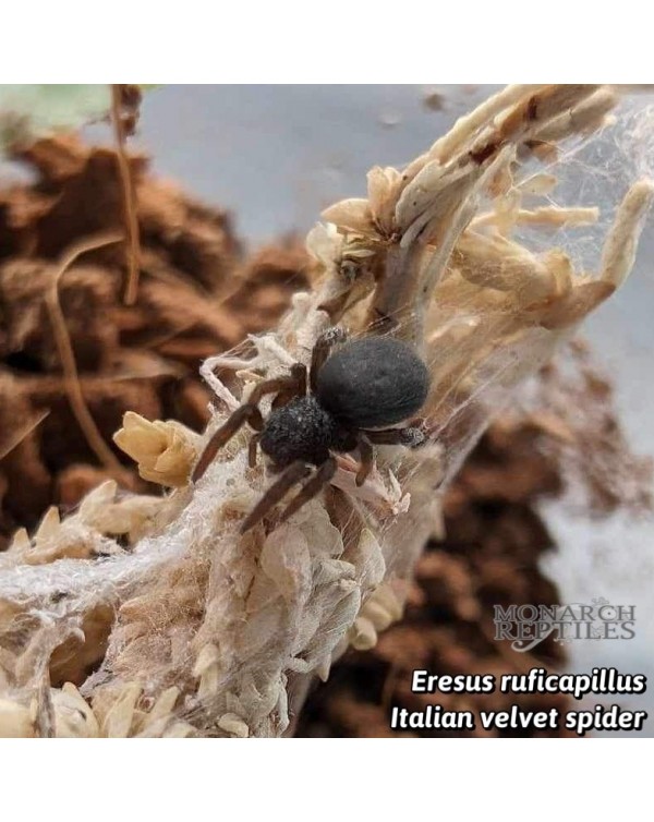 Eresus Ruficapillus- Italian Velvet Spider