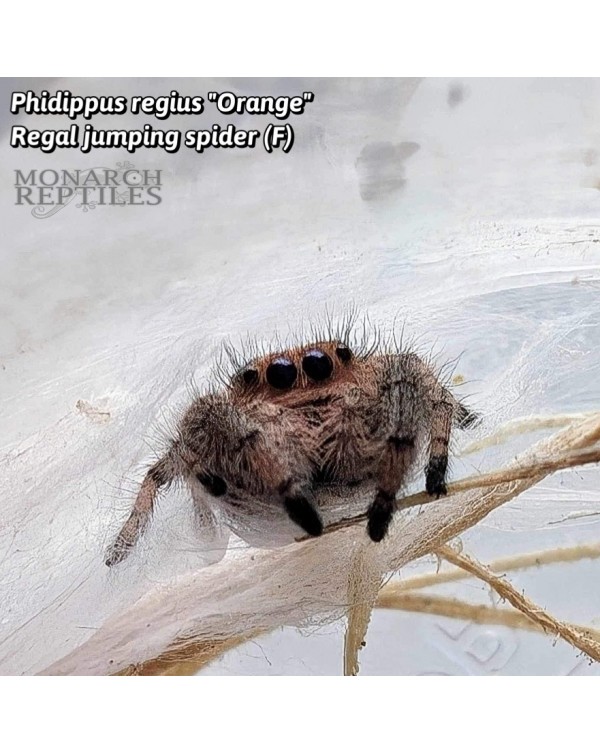 Phidippus Regius "Florida Orange" - Regal Jumping Spider "Florida Orange" - CB FEMALE