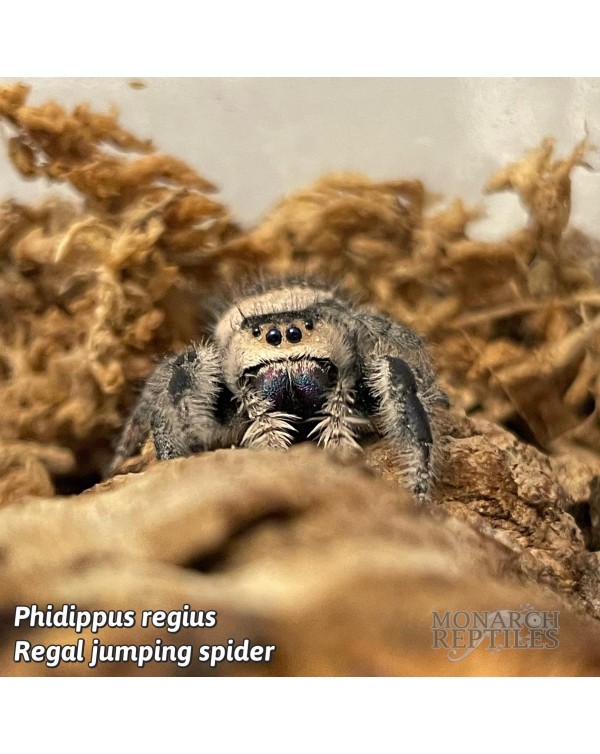 Phidippus Princeps - Grayish Jumping Spider - CB