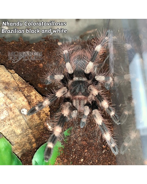 Nhandu Coloratovillosus  - Brazilian Black and White 1''  (New World)