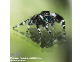 PHIDIPPUS REGIUS - Regal jumping spider care