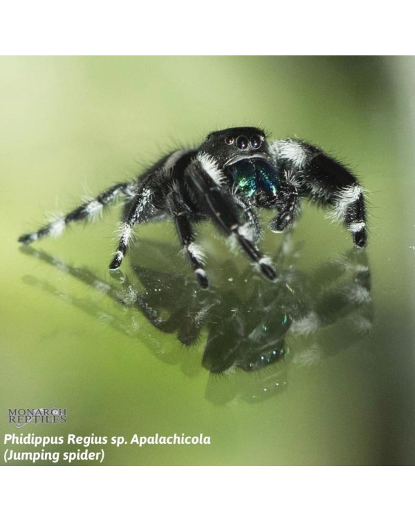 Phidippus Regius - Regal Jumping Spider - CB -Female