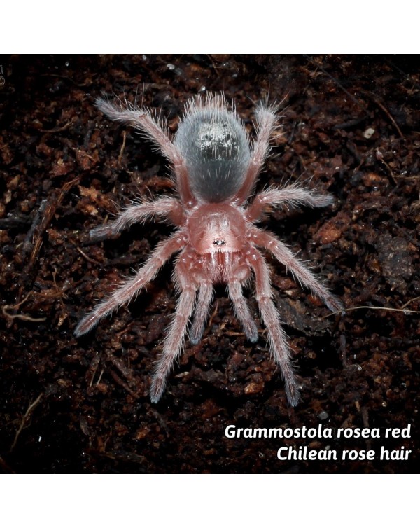 Grammostola Rosea Red - Chilean Rose Hair Red Form  1''  (New World)