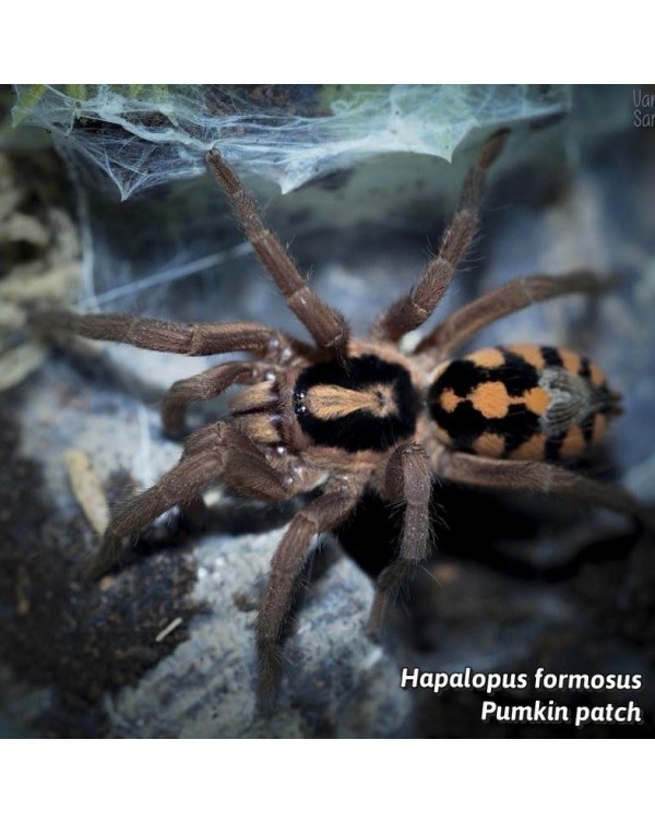 Hapalopus Formosus sp Colombia Large - Large Pumpkin Patch 1/3"  (New World)
