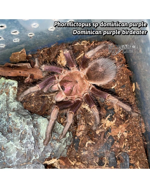Phormictopus sp Dominican Purple - Dominican Purple 4" ( New World)