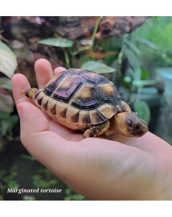 Marginated Tortoise Captive Bred Baby
