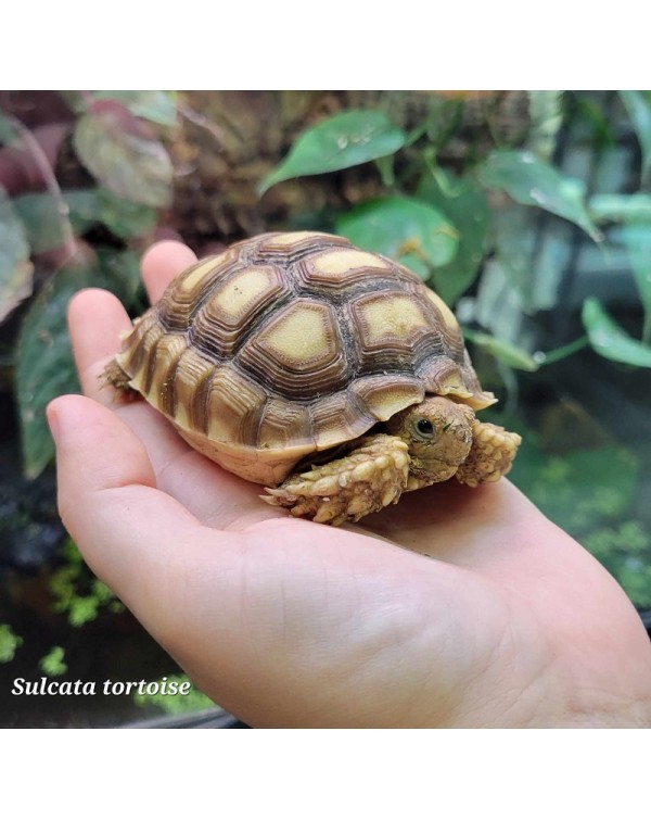 Sulcata Tortoise Captive Bred Baby