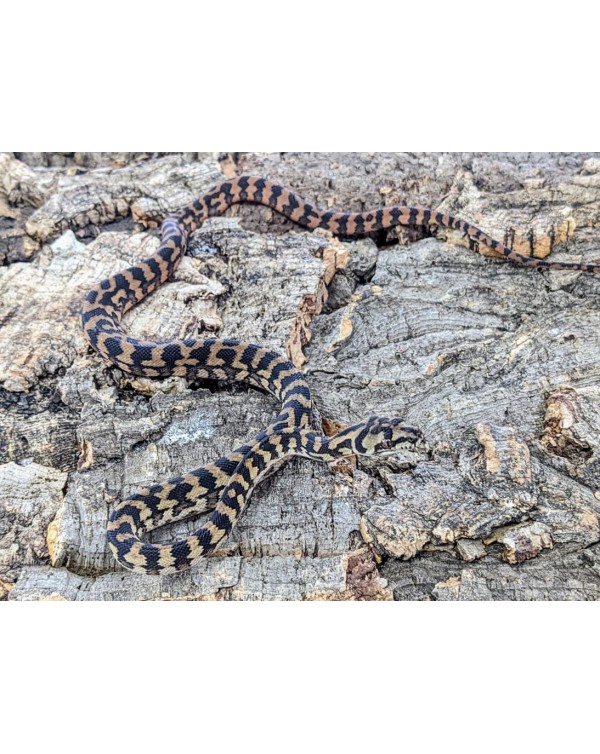 Carpet Python  - Female