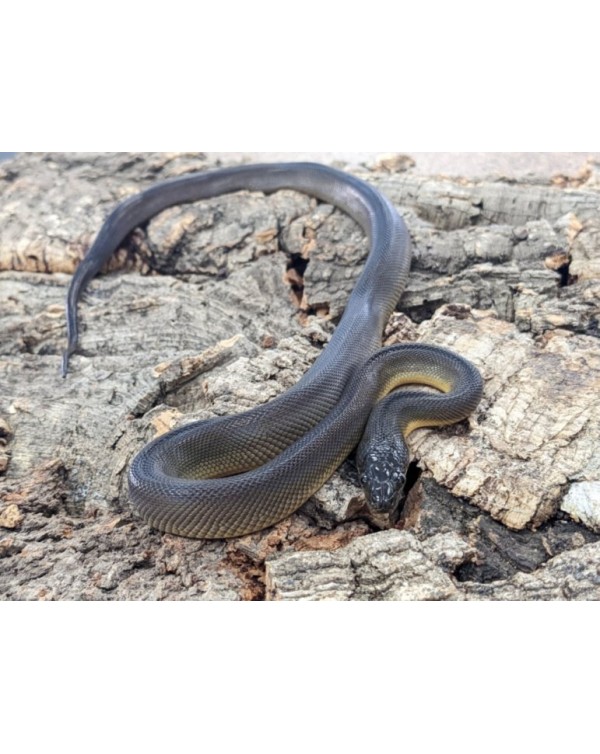 Python - Water - Male 