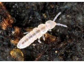 Why springtails?
