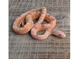 Beyond Scales: The Evolutionary Marvel of Scaleless Corn Snakes