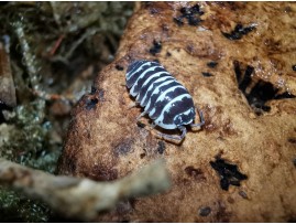 Why isopods ?