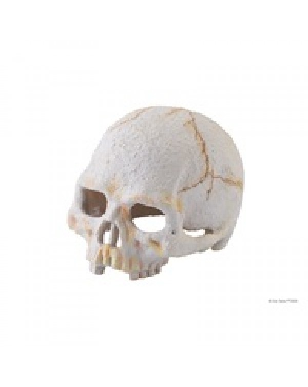 Exo Terra - Primate Skull - Small