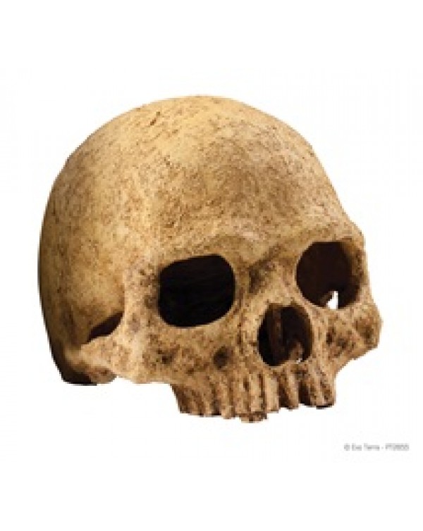 Exo Terra - Primate Skull - Large