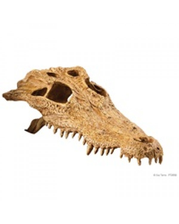 Exo Terra - Crocodile Skull- Large