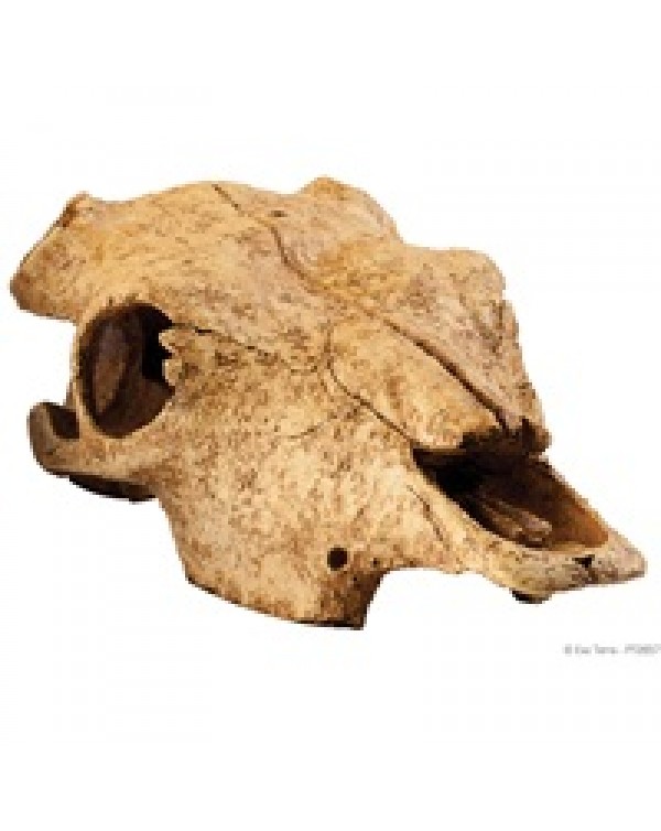 Exo Terra - Buffalo Skull -Large