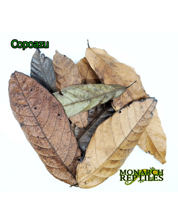 Copoazu Leaves