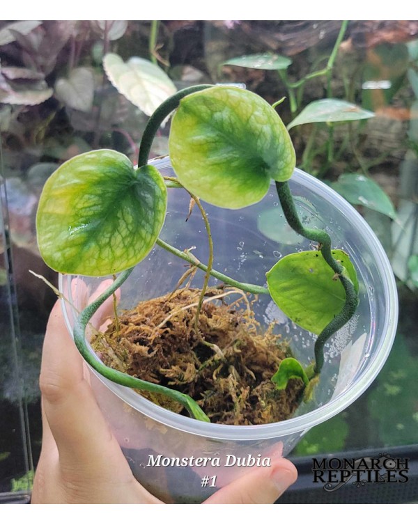 Monstera Dubia Plant - #1