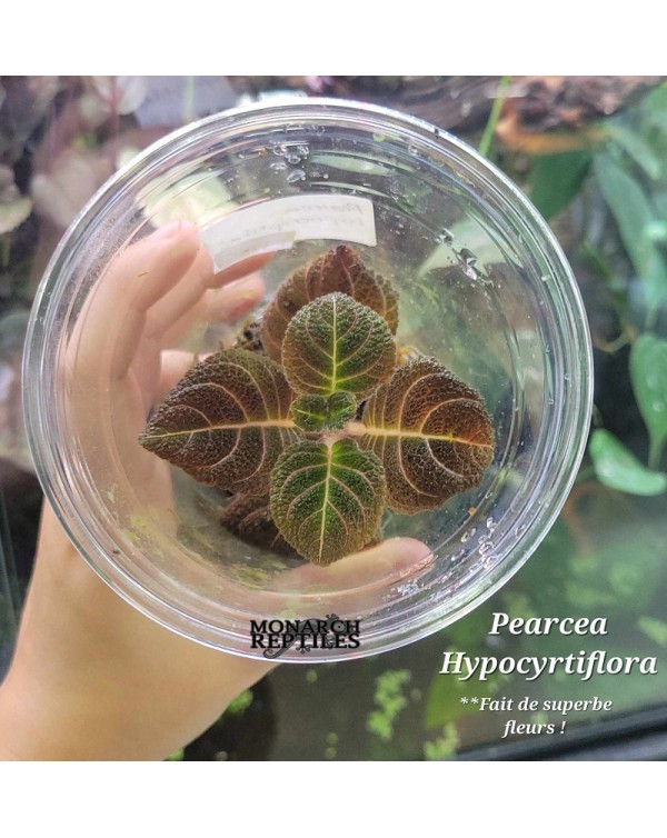 Pearcea Hypocyrtiflora Plant 