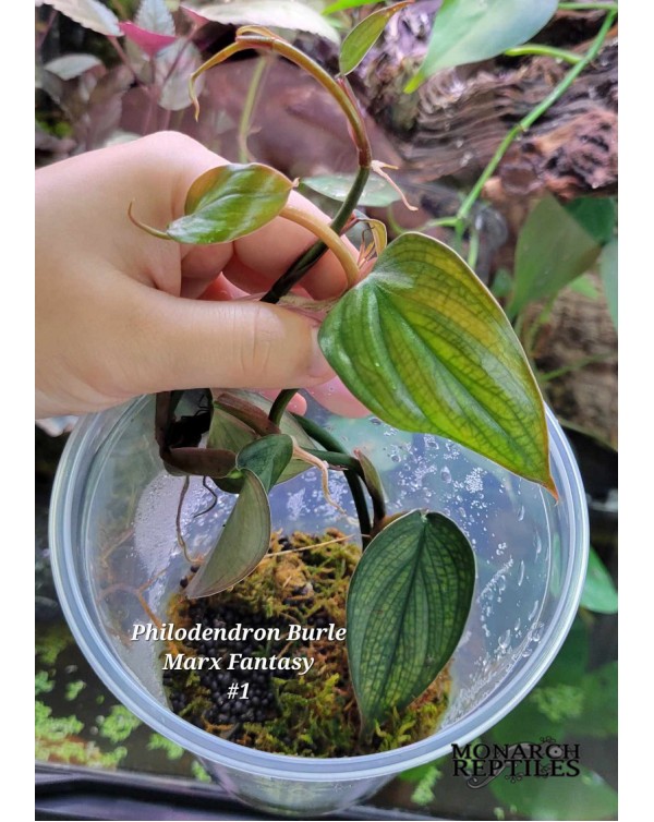 Philodendron Marx Fantasy Plant - #1