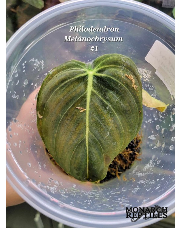 Philodendron Melanochrysum Plant - #1