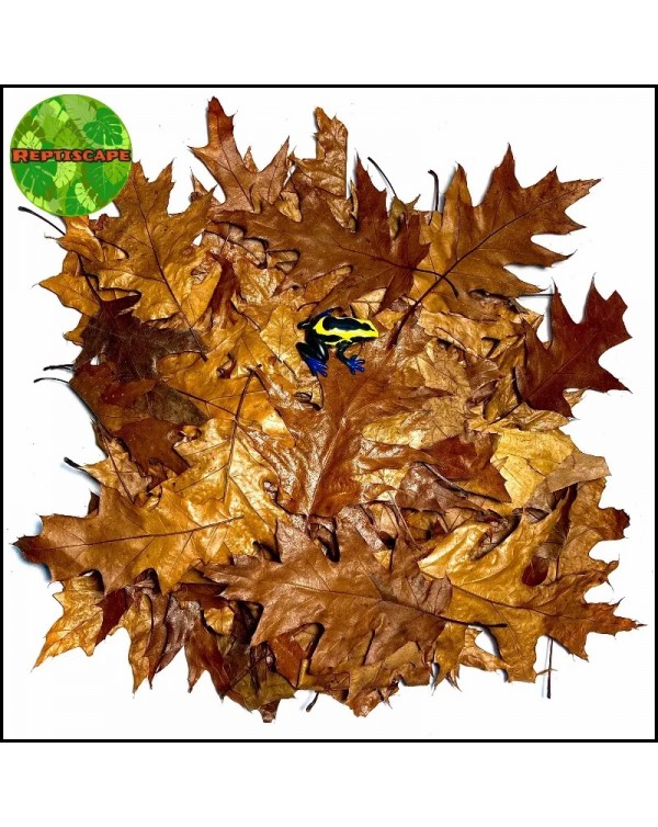 Reptiscape - Red Oak Leaves – Leaf Litter  - 50gm