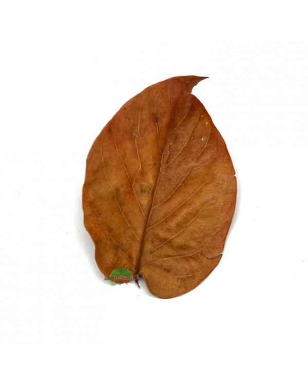 Reptiscape - Avocado Leaves