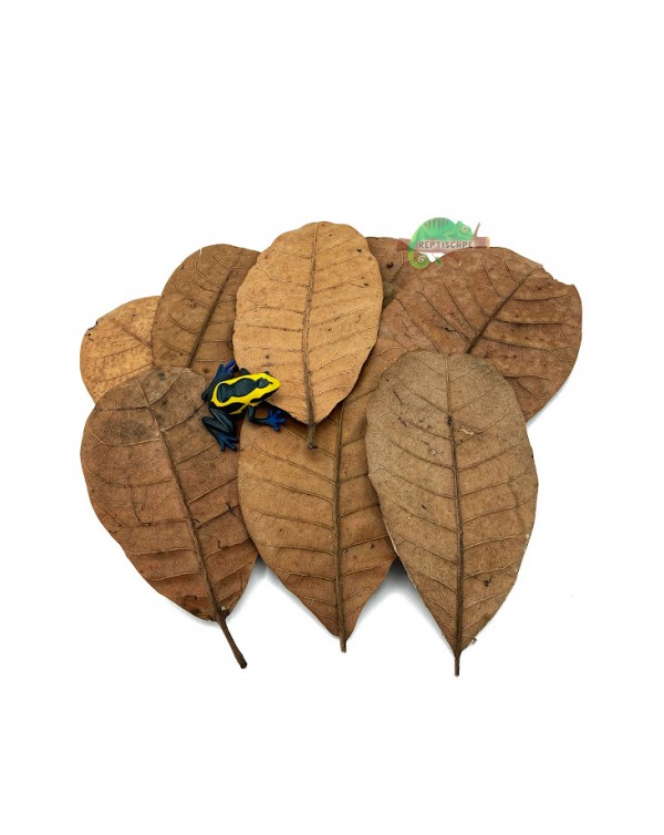 Reptilscape - Cashew Leaves - small