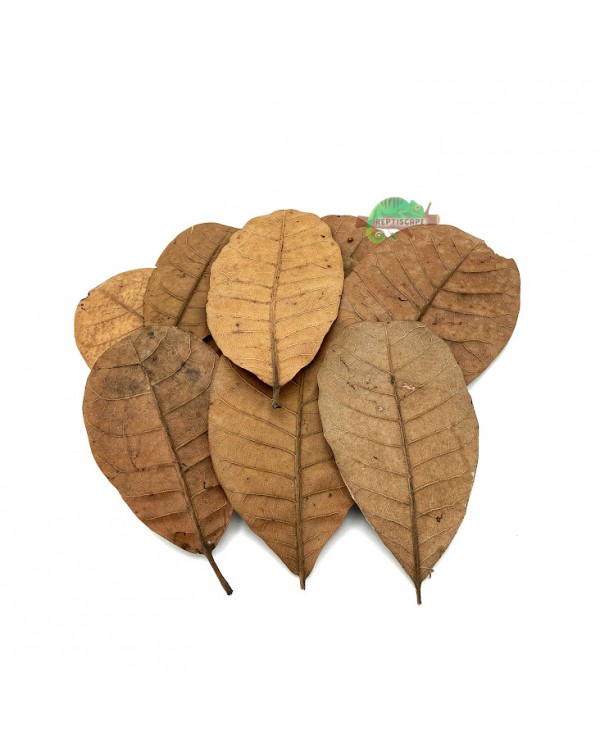 Reptilscape - Cashew Leaves - large