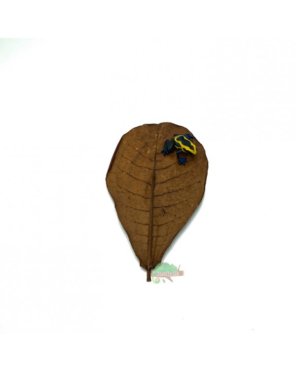 Reptiscape - Catappa Leaves - Small