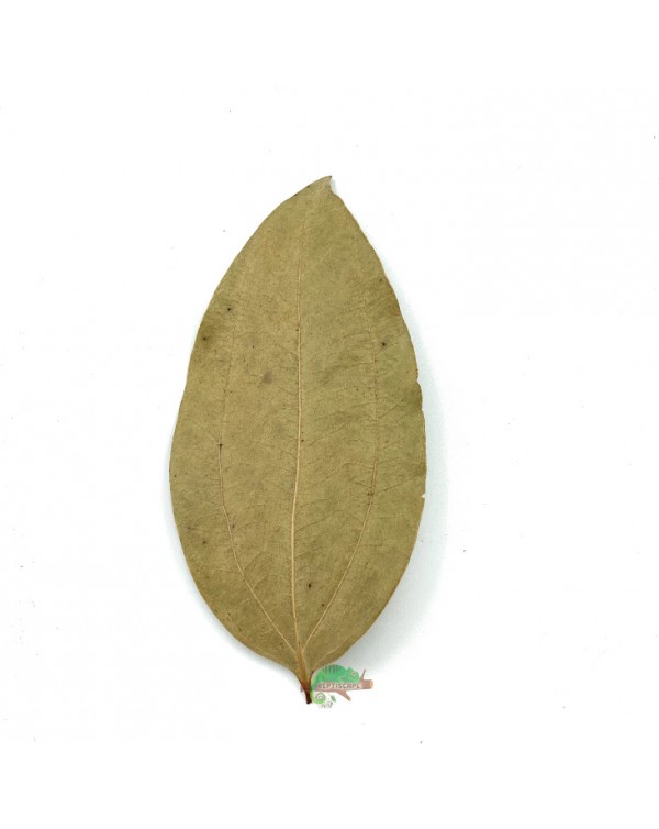 Reptiscape - Cinnamon Leaves