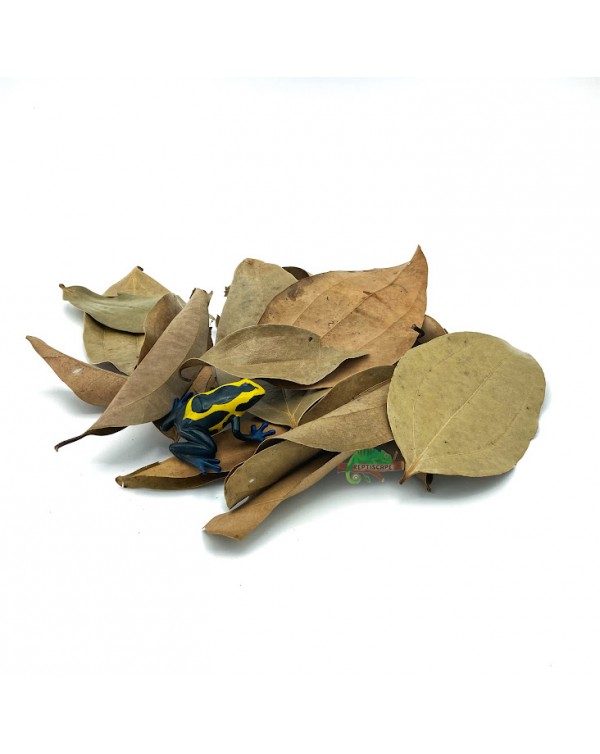 Reptiscape - Cinnamon Leaves