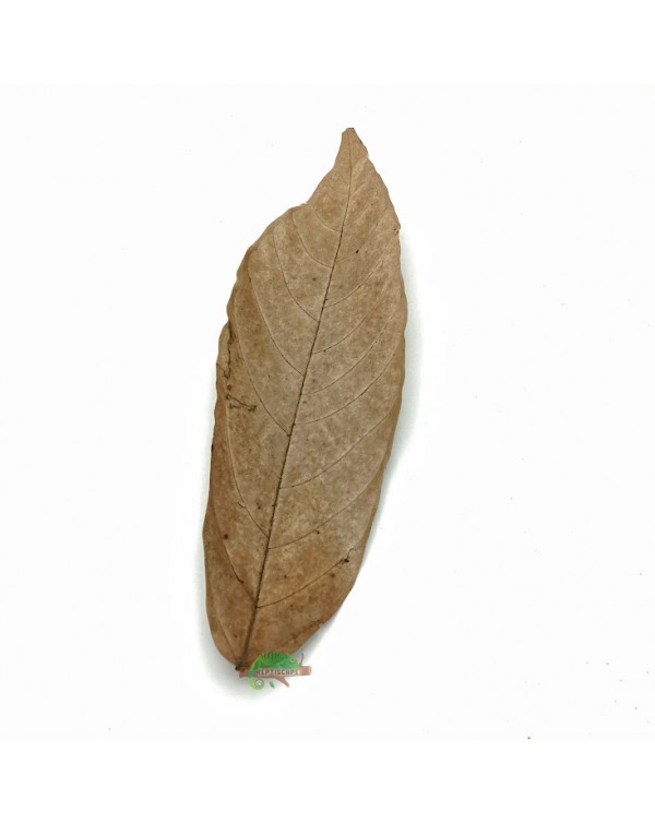 Reptiscape - Cocoa Leaves
