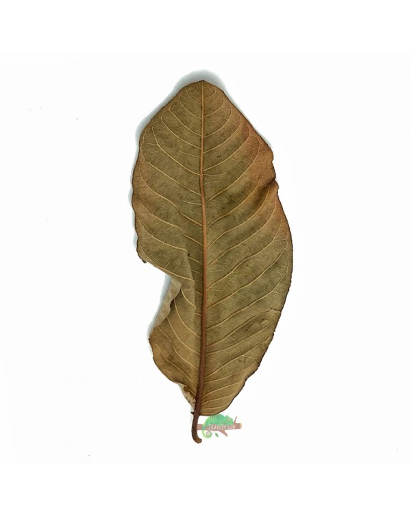 Reptiscape - Guava Leaves