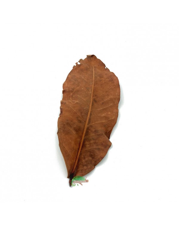 Reptiscape - Jackfruit Leaves