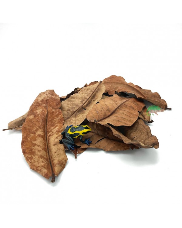 Reptiscape - Jambu Leaves