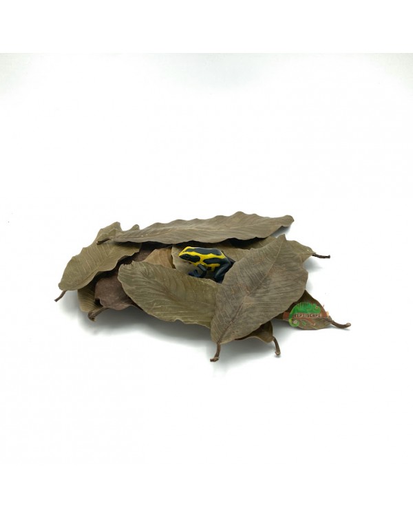 Reptiscape - Ketakera Leaves