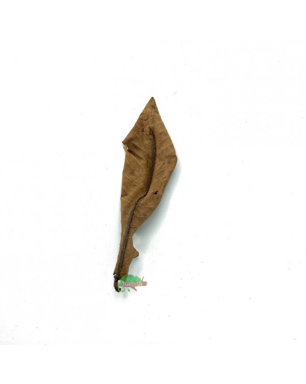 Reptiscape - Kumbuk Leaves