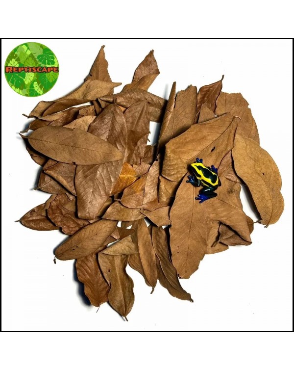 Reptiscape - Vacapaleta Leaves – Cows Ears Leaves - 20gm