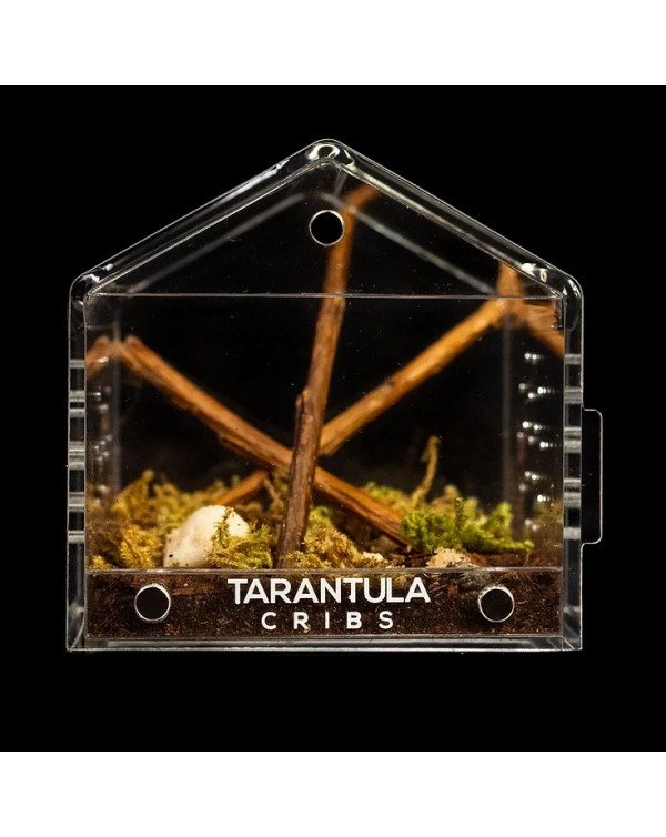 Tarantula Cribs - Canopy Mini 3"