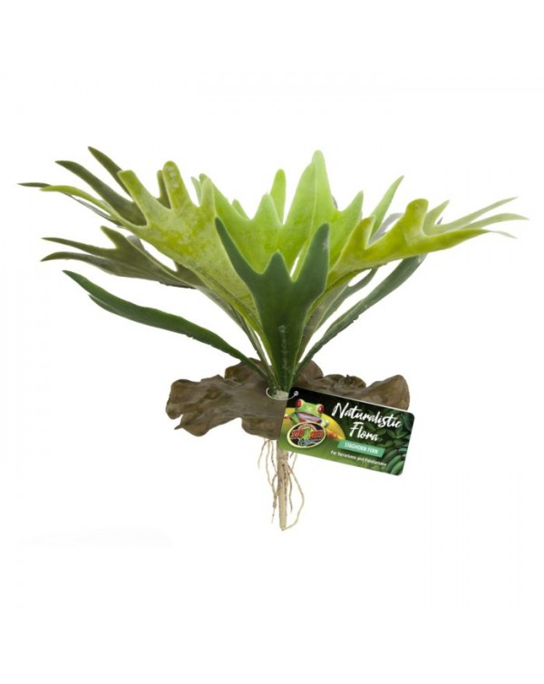 Zoomed Naturalistic Flora  - Staghorn Fern