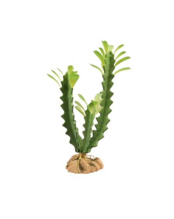 Zoomed Desert Flora – Euphorbia