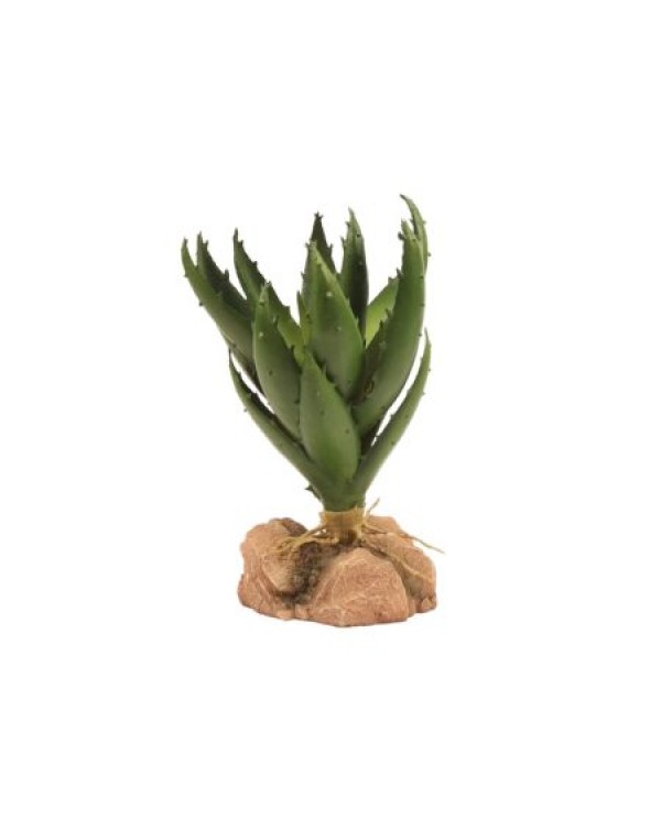 Zoomed Desert Flora – Green Aloe