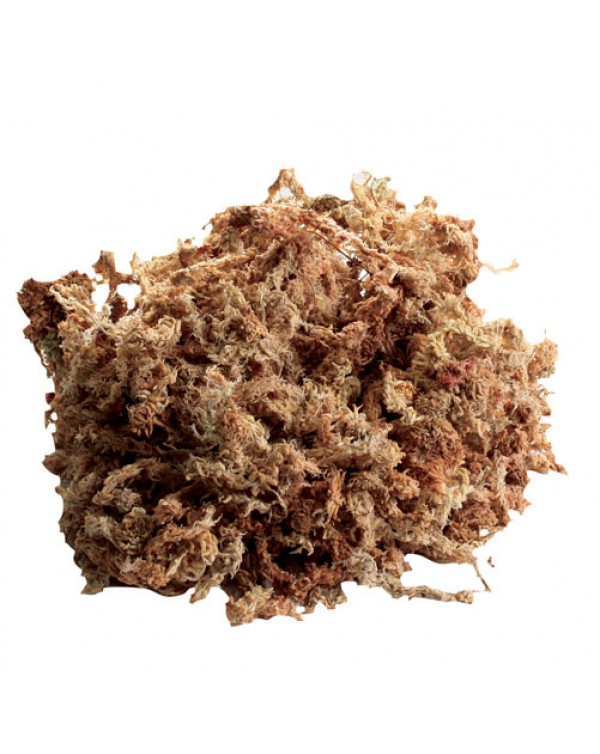 Zoomed - New Zealand Sphagnum Moss  - 0.33lb /150g